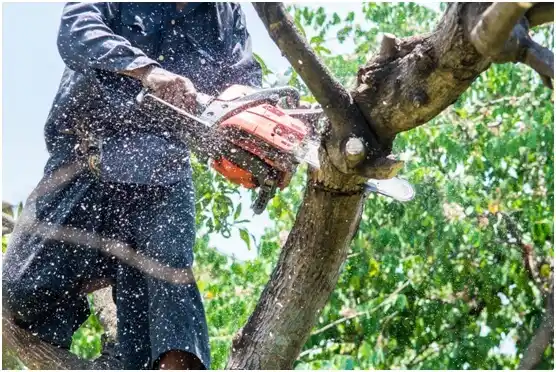 tree services Lake Barcroft